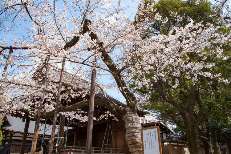 桜