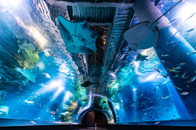 水族館