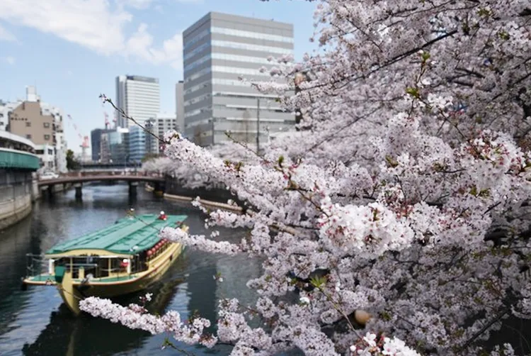 横浜 桜