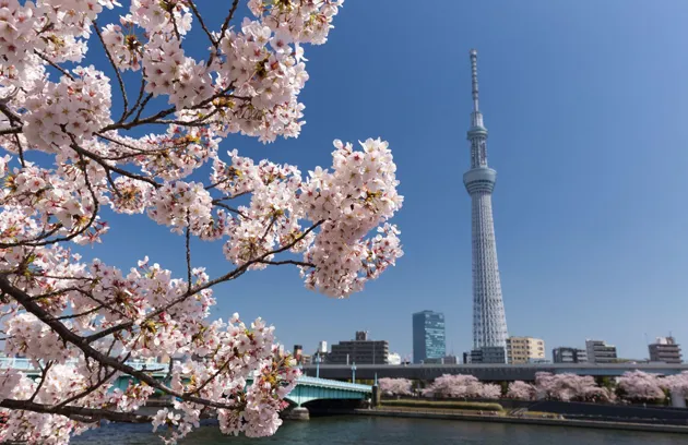お花見
